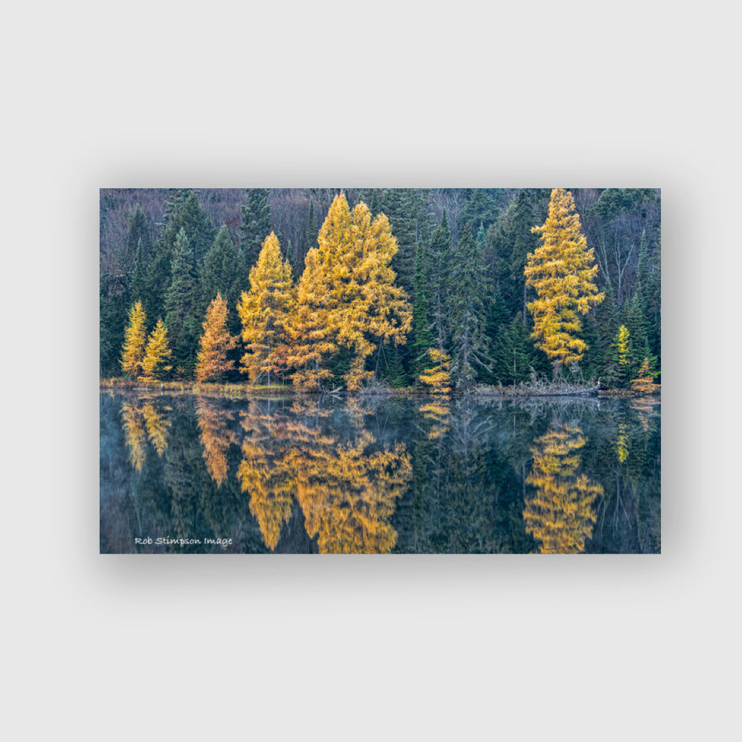 Fall Tamaracks - Rob Stimpson
