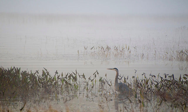 Heron in Mist - Jenny Kirkpatrick