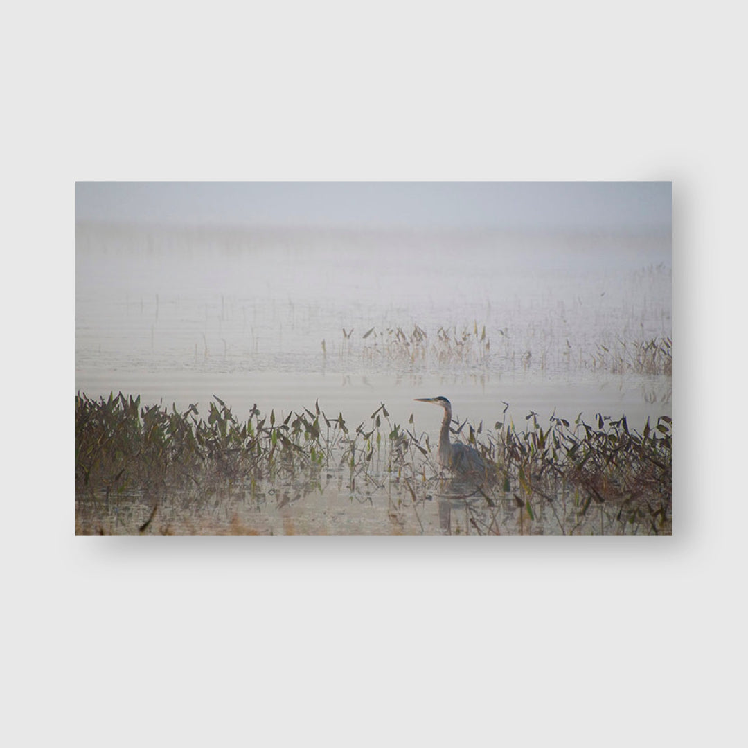 Heron in Mist - Jenny Kirkpatrick