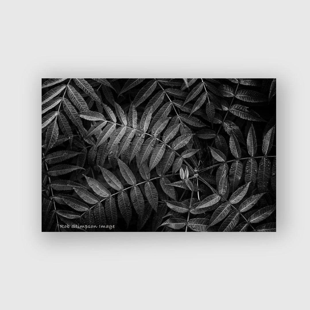 Ferns - Rob Stimpson