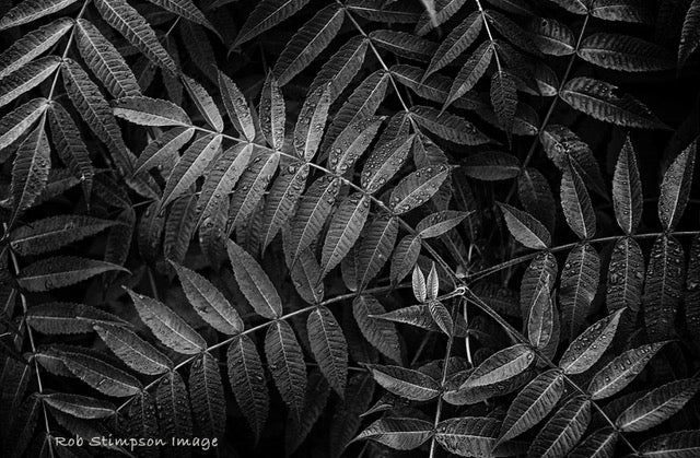 Ferns - Rob Stimpson