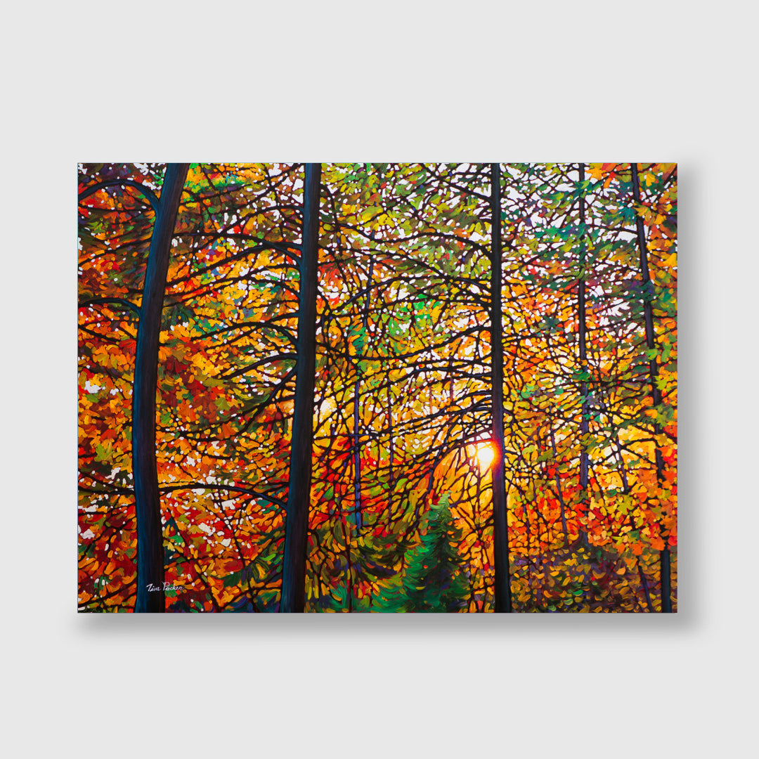 Afternoon Light Algoma (Giclée) - Tim Packer