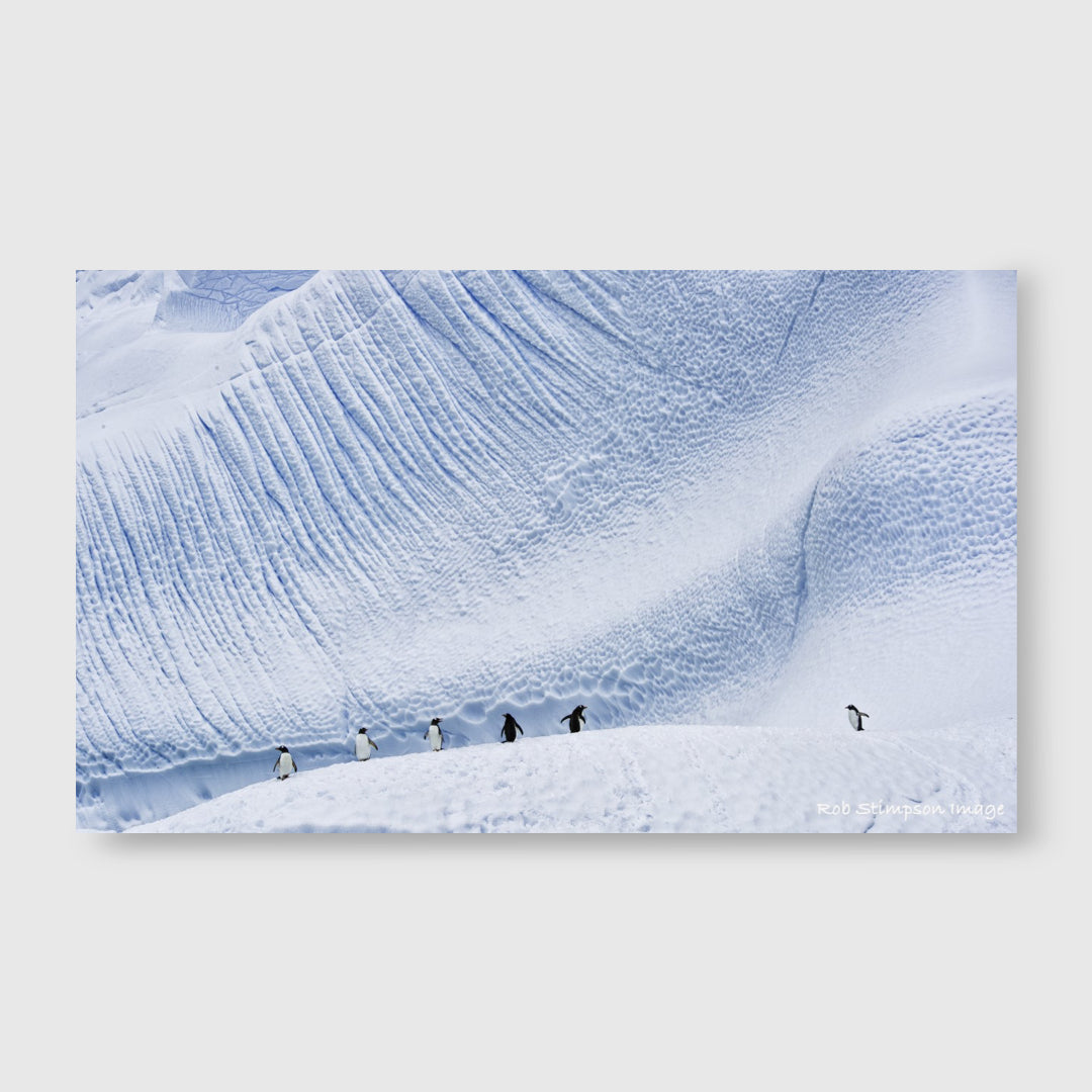 Antartica Penguin Cierva - Rob Stimpson