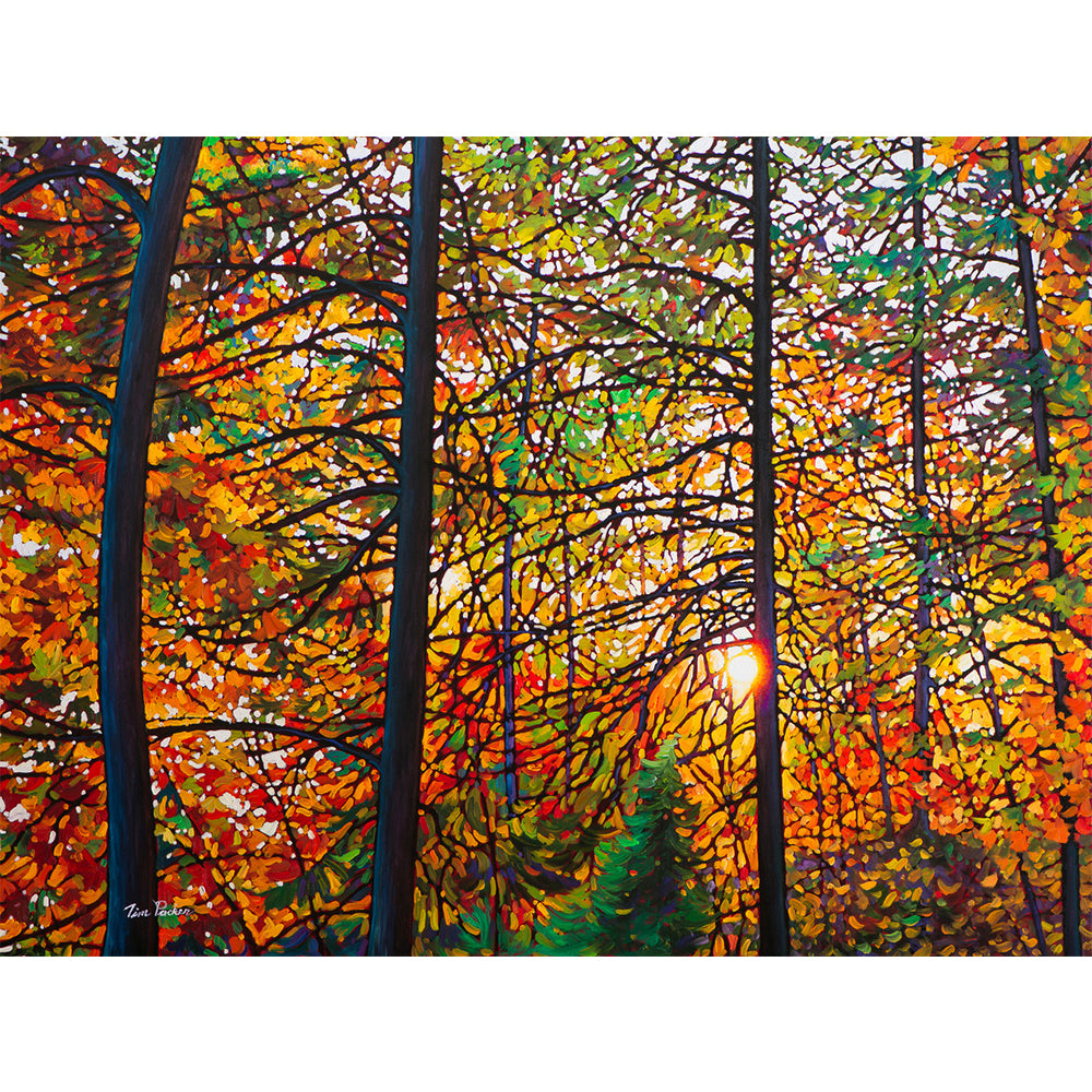 Afternoon Light Algoma (Giclée) - Tim Packer