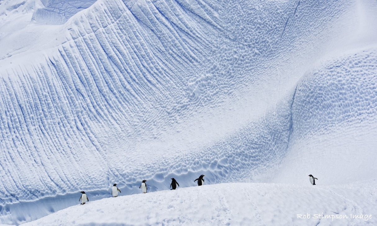 Antartica Penguin Cierva - Rob Stimpson-Photography-Eclipse Art Gallery