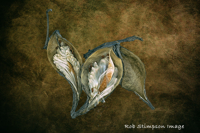 Milkweed Pods - Rob Stimpson