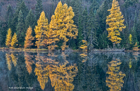 Fall Tamaracks - Rob Stimpson