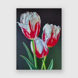 Rembrandt’s Tulips - Michele Van Maurik