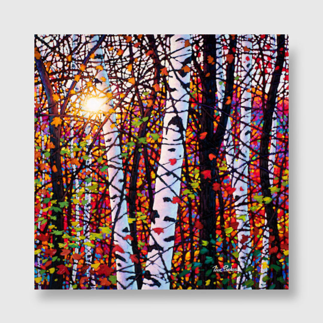 Birch Rhapsody (Giclée) - Tim Packer