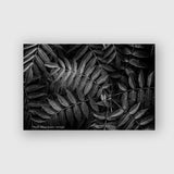 Ferns - Rob Stimpson
