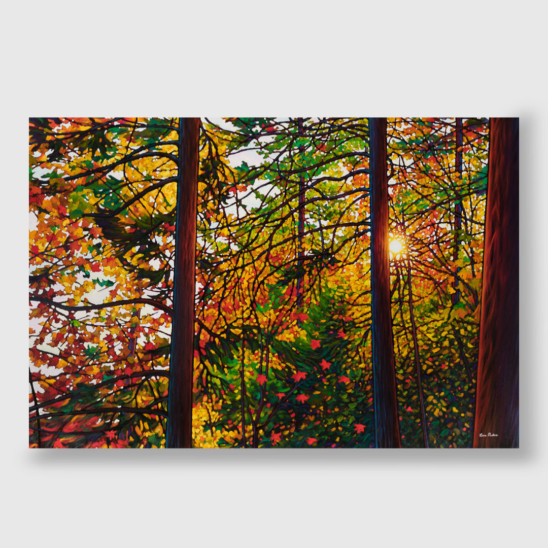 Glowing Pines Batchewana Bay (Giclée) - Tim Packer