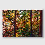 Glowing Pines Batchewana Bay (Giclée) - Tim Packer