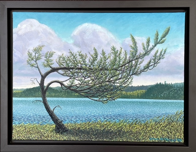 Windblown Cedar, Algonquin - John Kinsella