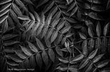 Ferns - Rob Stimpson