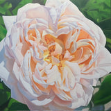 Radiant Rose - Michele Van Maurik