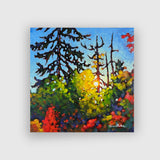 Autumn Pines - Tim Packer