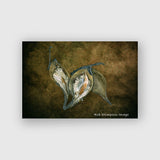 Milkweed Pods - Rob Stimpson