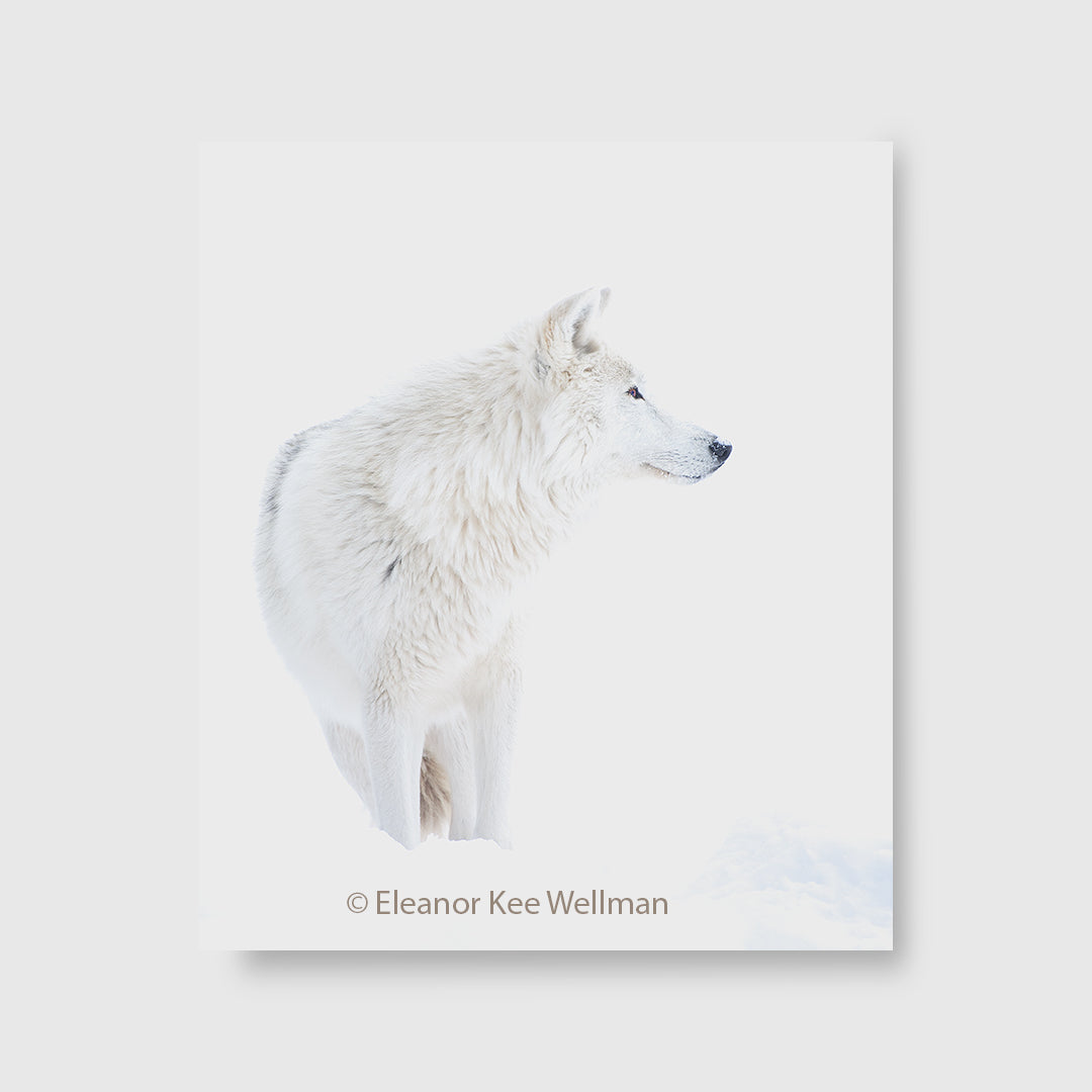 Arctic Wolf -Eleanor Kee Wellman