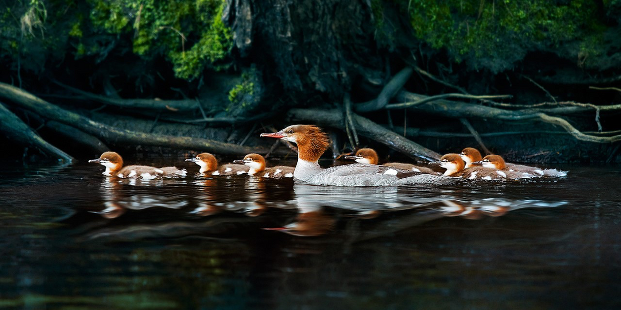 River Brood - Colin Erricson-Photography-Eclipse Art Gallery