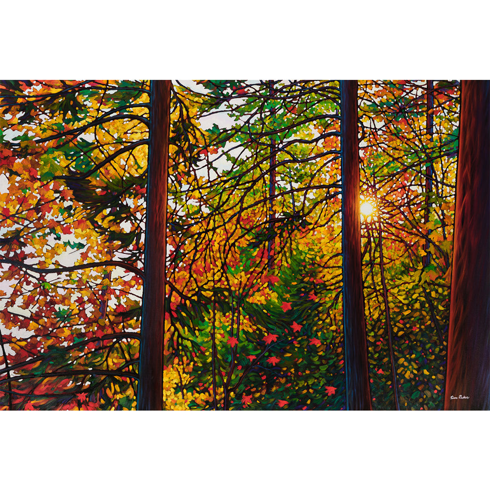 Glowing Pines Batchewana Bay (Giclée) - Tim Packer