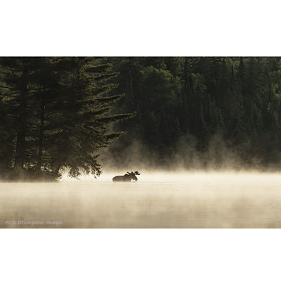 Algonquin Moose - Rob Stimpson-Photography-Eclipse Art Gallery