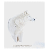 Winter Wolf - Eleanor Kee Wellman-Photography-Eclipse Art Gallery