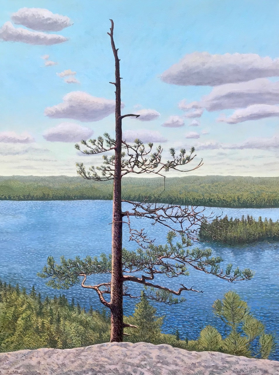 Old Pine, Centennial Ridges - John Kinsella