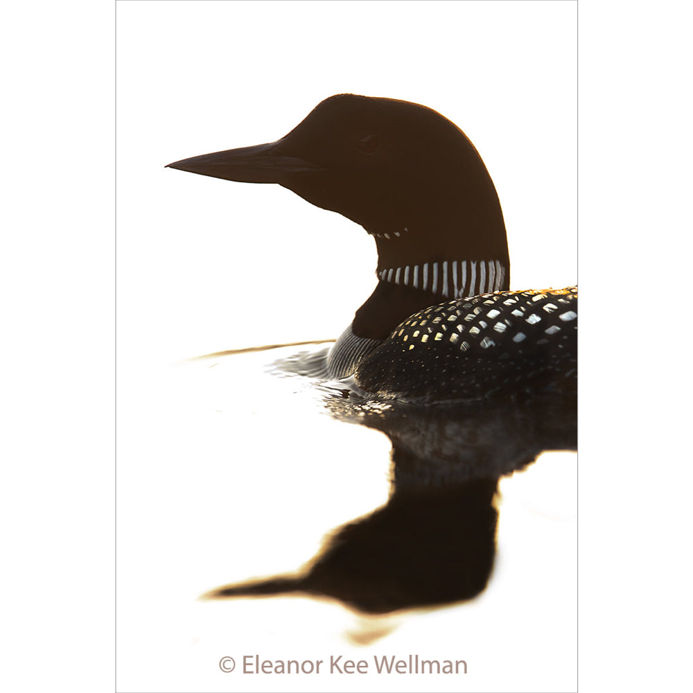 Loon Portait - Eleanor Kee Wellman-Photography-Eclipse Art Gallery