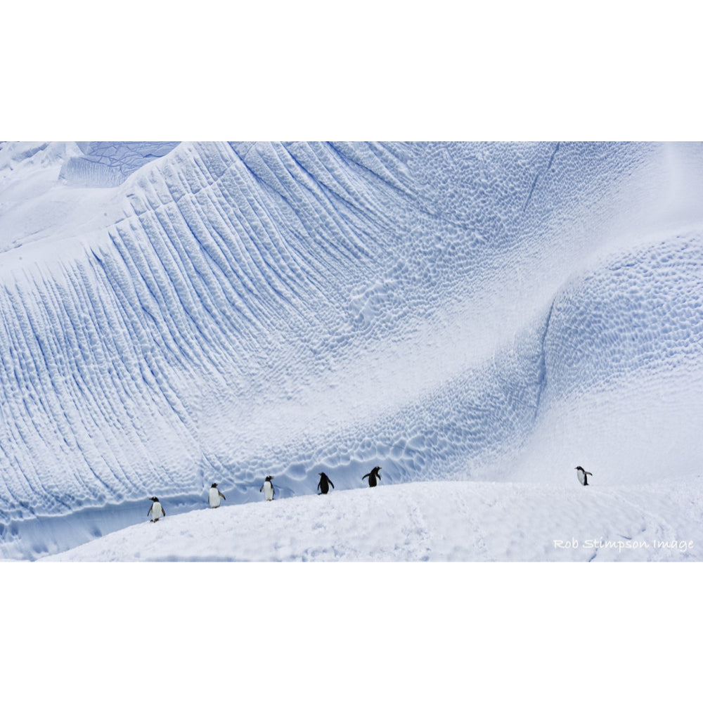 Antartica Penguin Cierva - Rob Stimpson-Photography-Eclipse Art Gallery