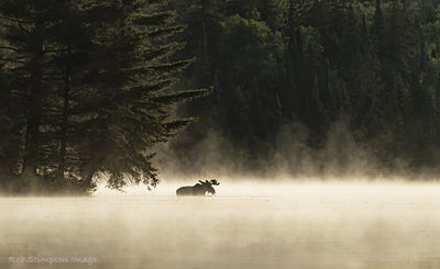 Algonquin Moose - Rob Stimpson-Photography-Eclipse Art Gallery