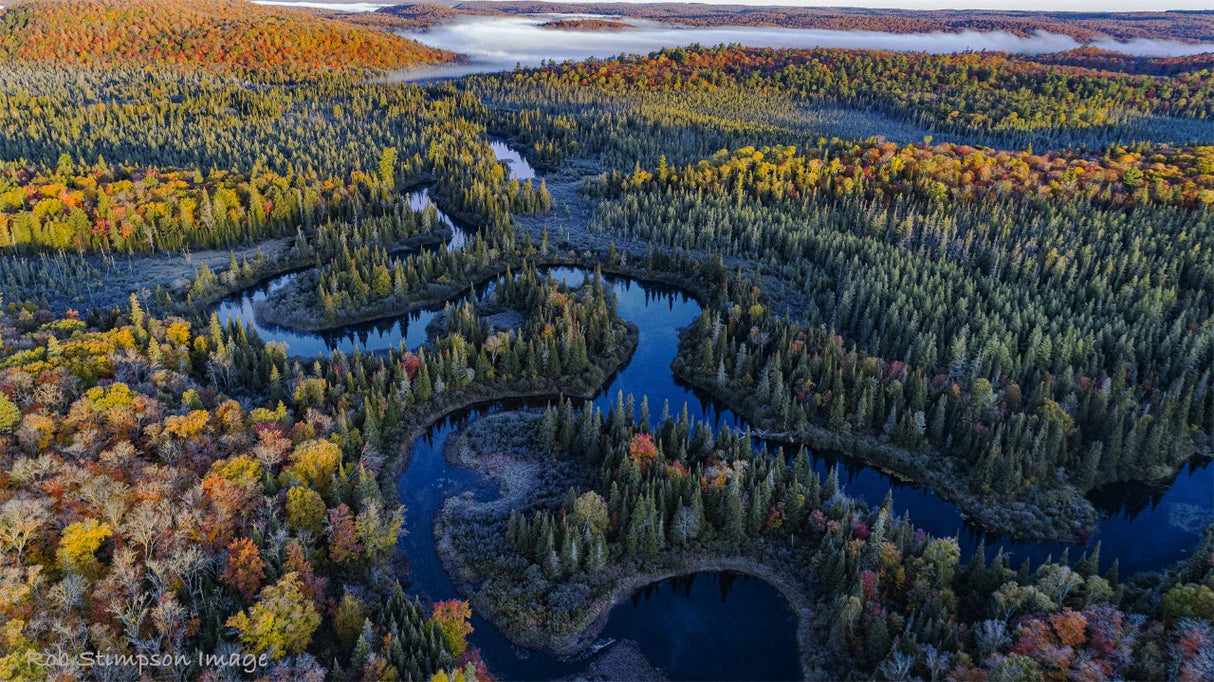 Oxtongue - Rob Stimpson-Photography-Eclipse Art Gallery