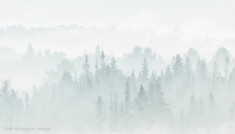 Algonquin Mist - Rob Stimpson-Photography-Eclipse Art Gallery