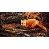 Vulpes Vulpes - Colin Erricson-Photography-Eclipse Art Gallery